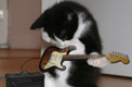 Rock-n-roll-kitteh